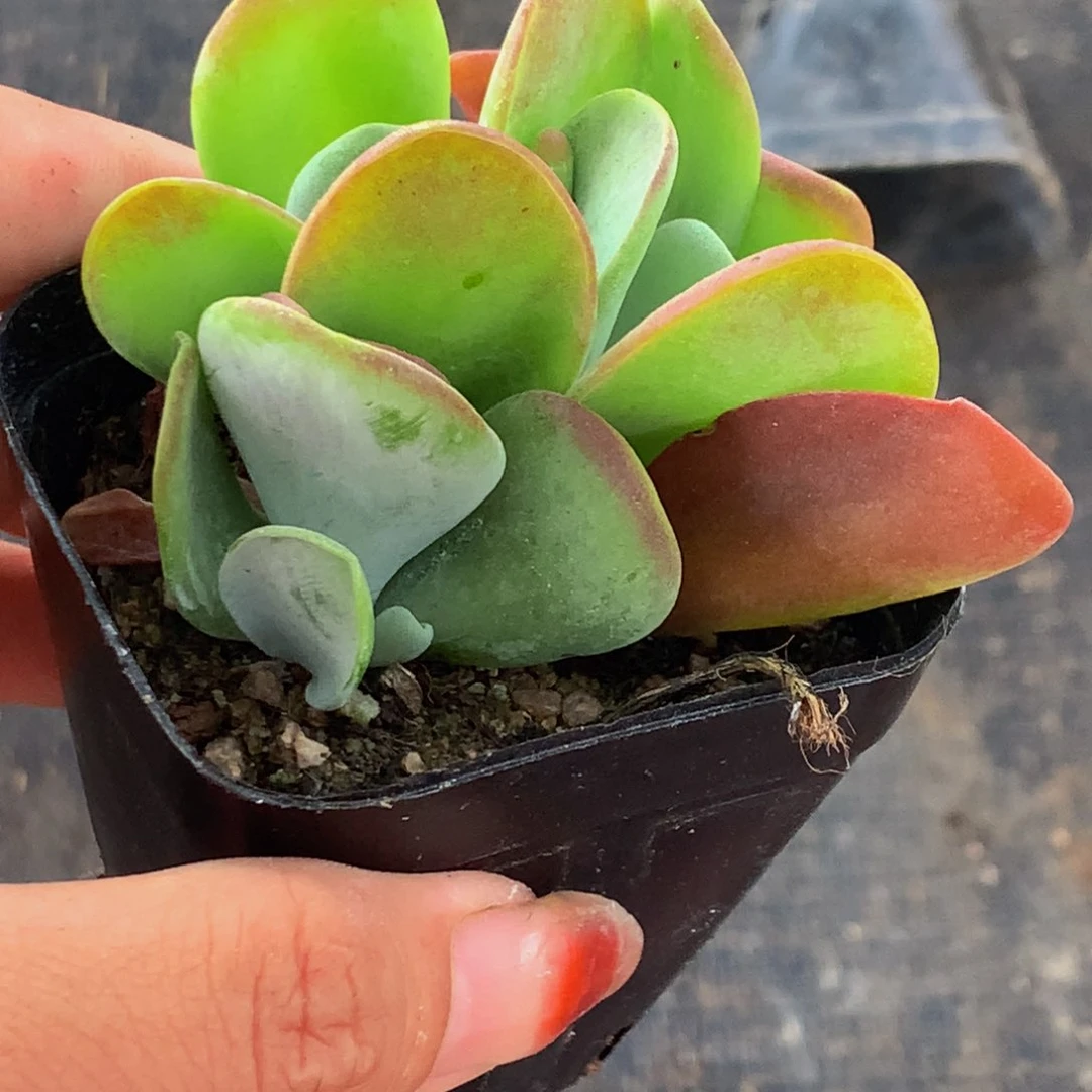 火狐狸 （满9.99包邮不满9.99发叶子）