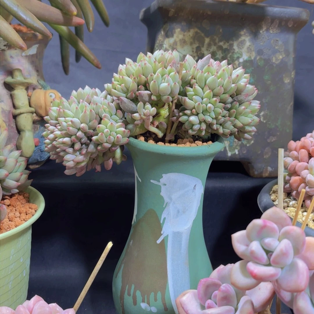 陈*师我的小可爱小可爱们都好可爱