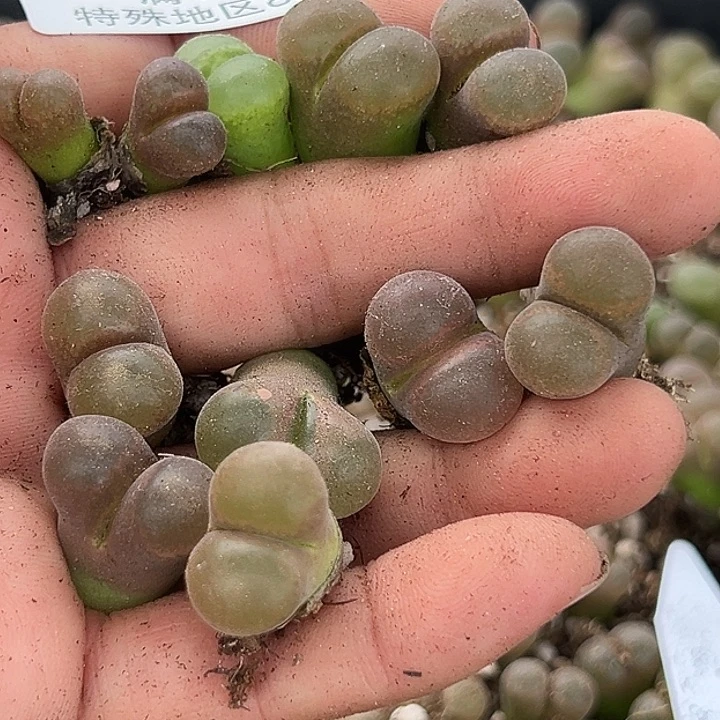 ღ****895号风铃11个多肉植物