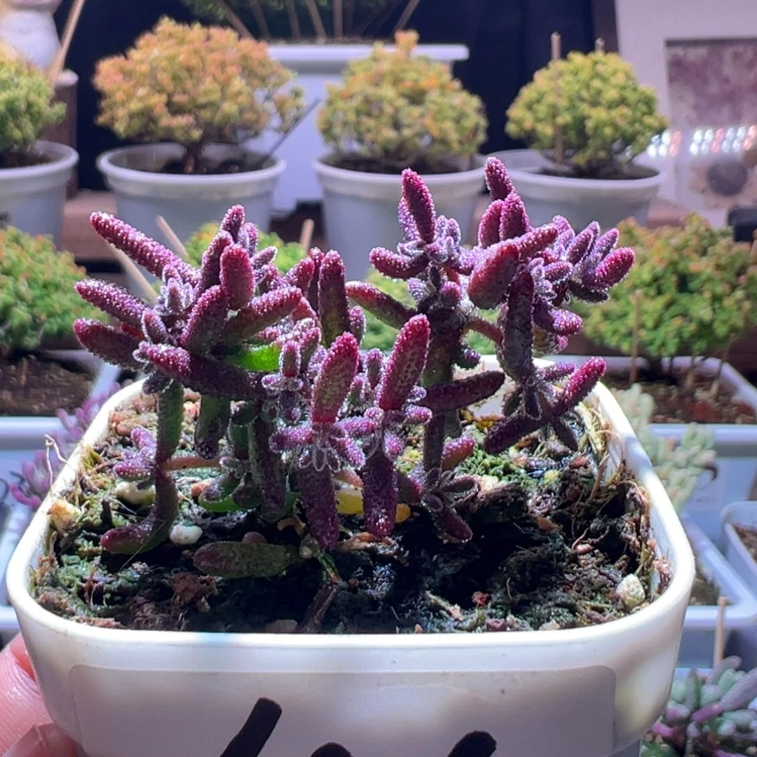 656红麒麟一物一拍包开箱