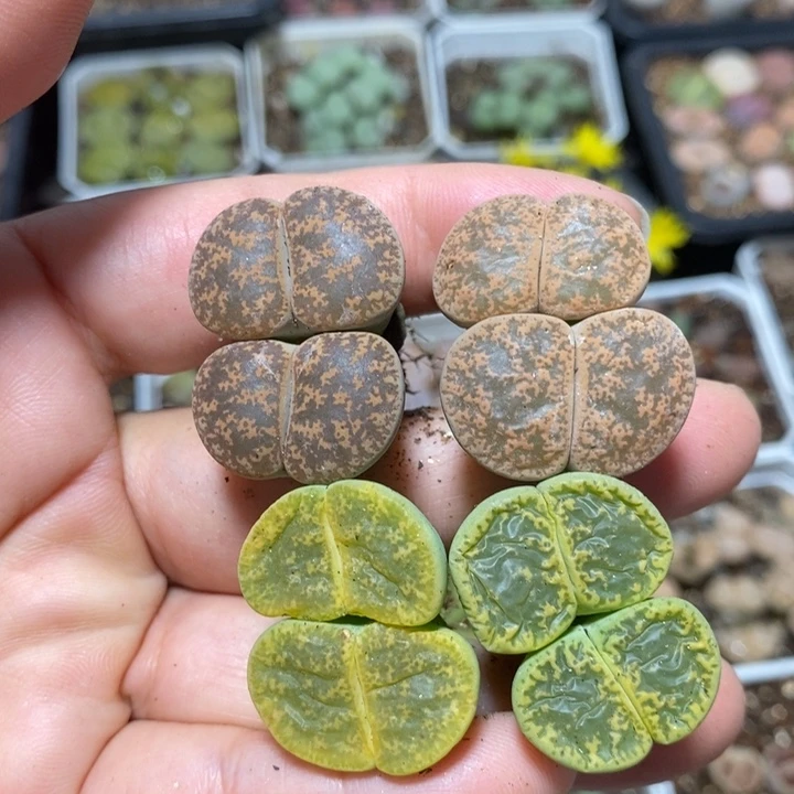 优选漂亮紫熏特价