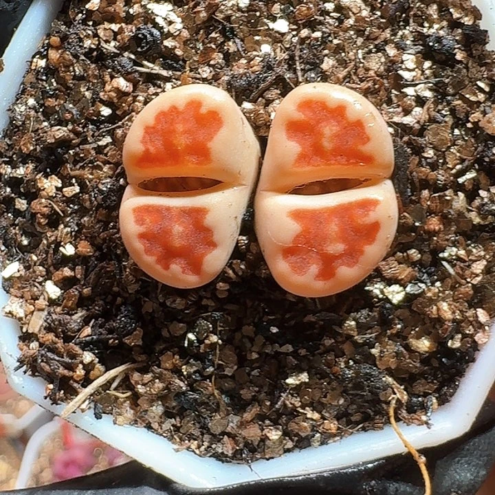 生石花111111。   375