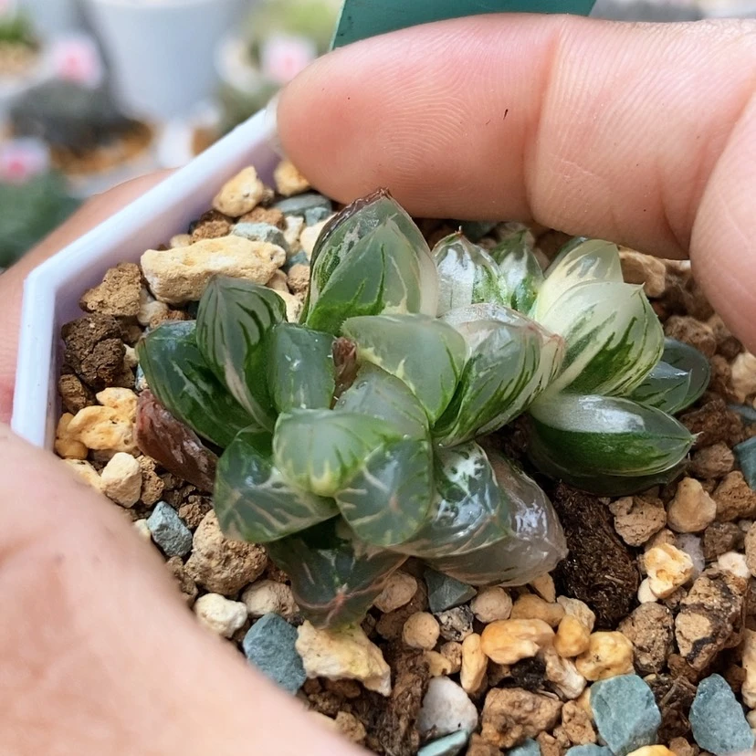 【闪购商品】北极之恋73