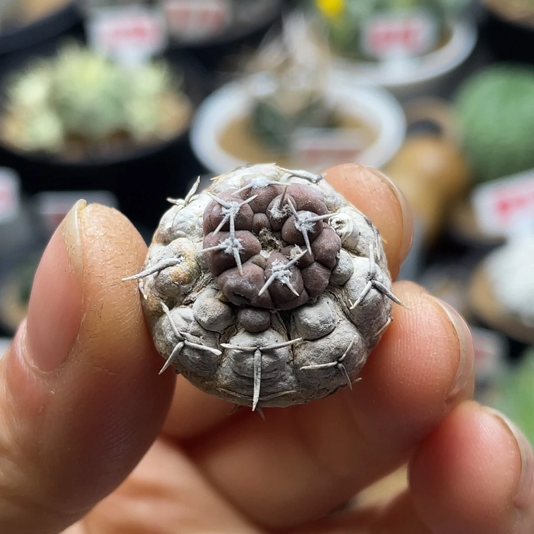 实生变异怪龙丸送盆土