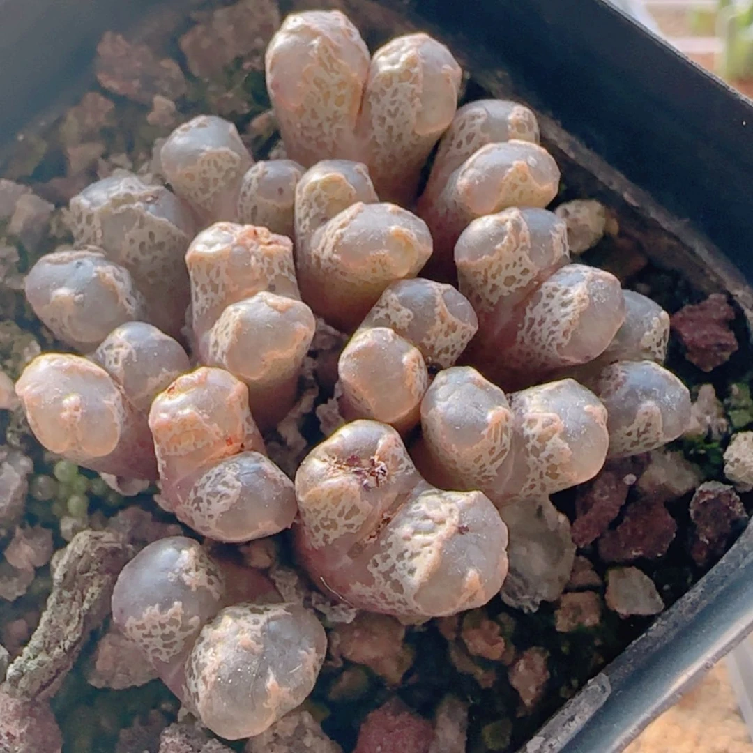 【闪购商品】21272