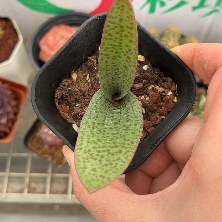 我也不知道我为什么要这样