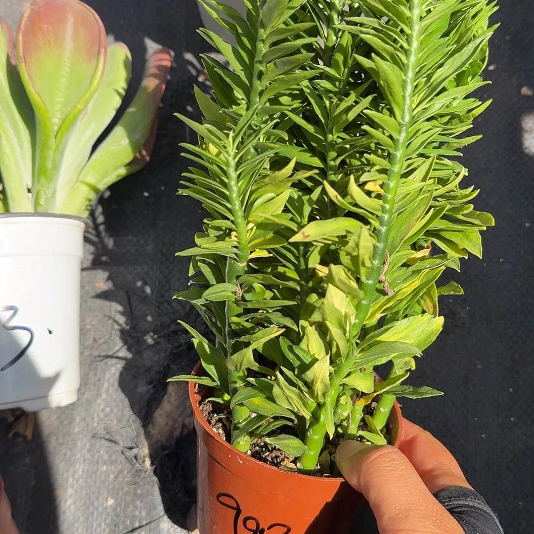 凤尾珊瑚多肉植物