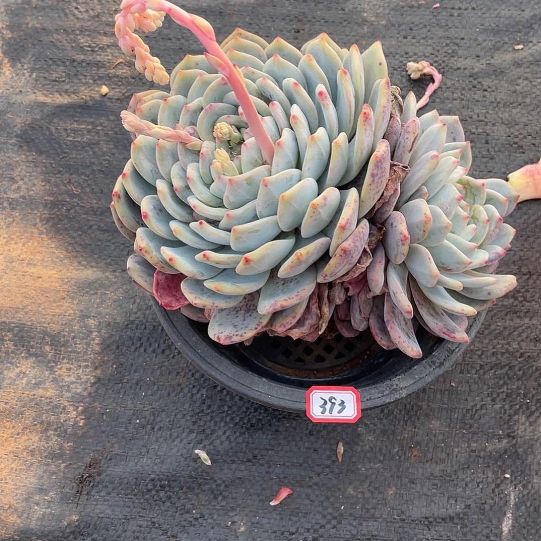 393橙子 一物一拍多肉