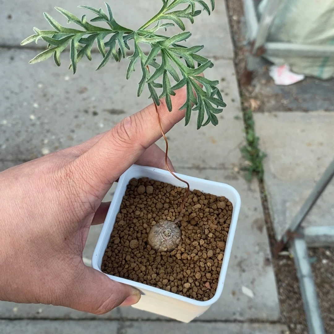 旋柄洋葵多肉植物