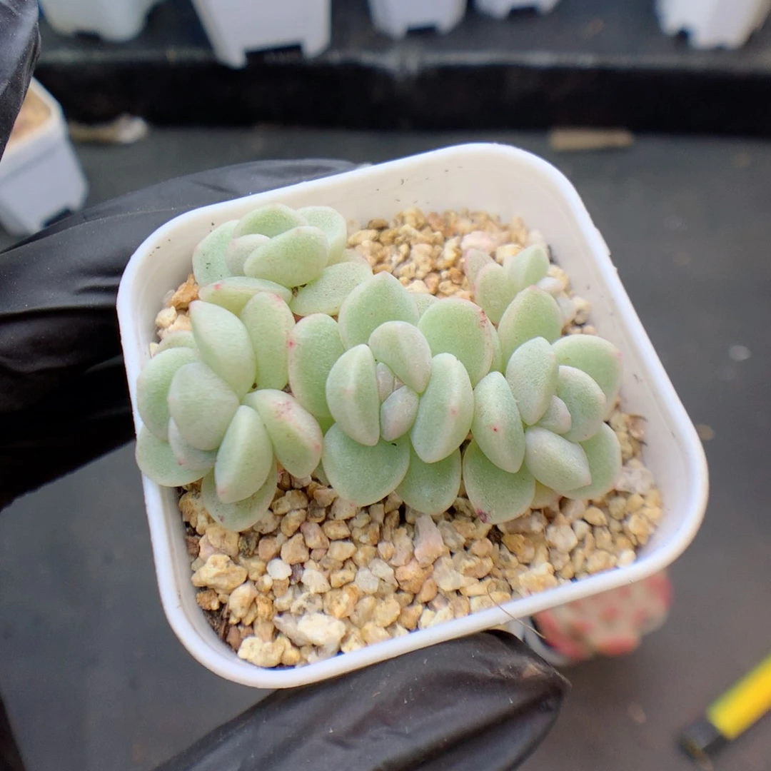 咸***粥多肉植物。 冰玉