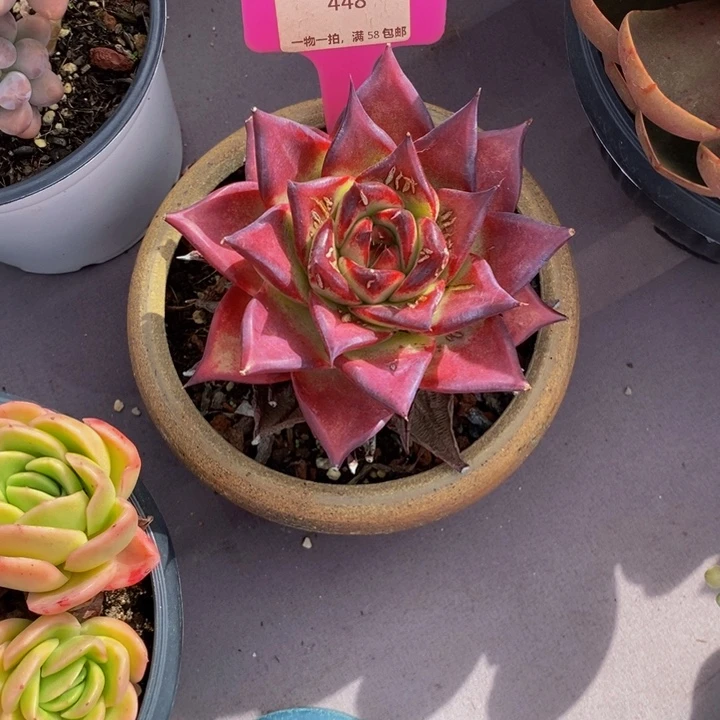 448乌木福利价不售后