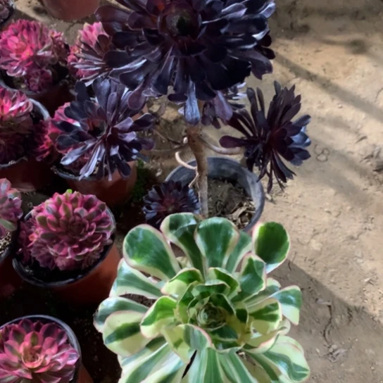 623法师多肉植物两颗组