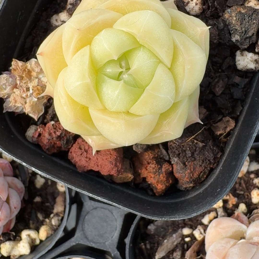 红陶0208-15-麦秆