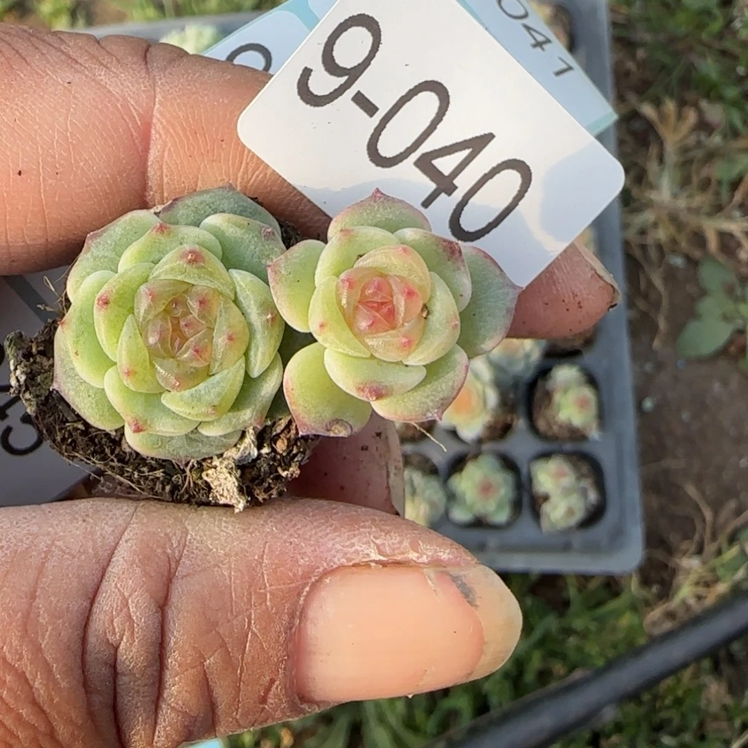 ****多肉小卡拉米糖心一物一拍