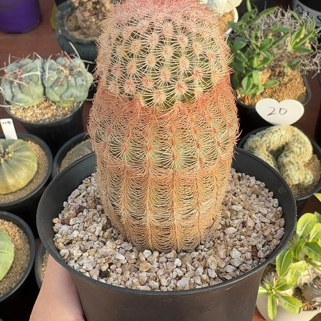 三光虾仙人球42345