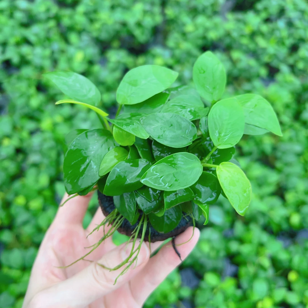 黄金榕坨草水榕水草好养造景阴性水草懒人新手鱼缸水草前景小鱼缸