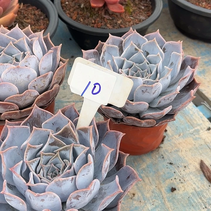 10路西娜一个脱土多肉
