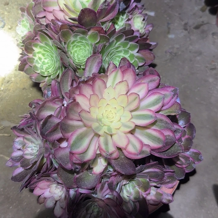 精品海王捧花➕黑魔锦捧花，满2单包邮