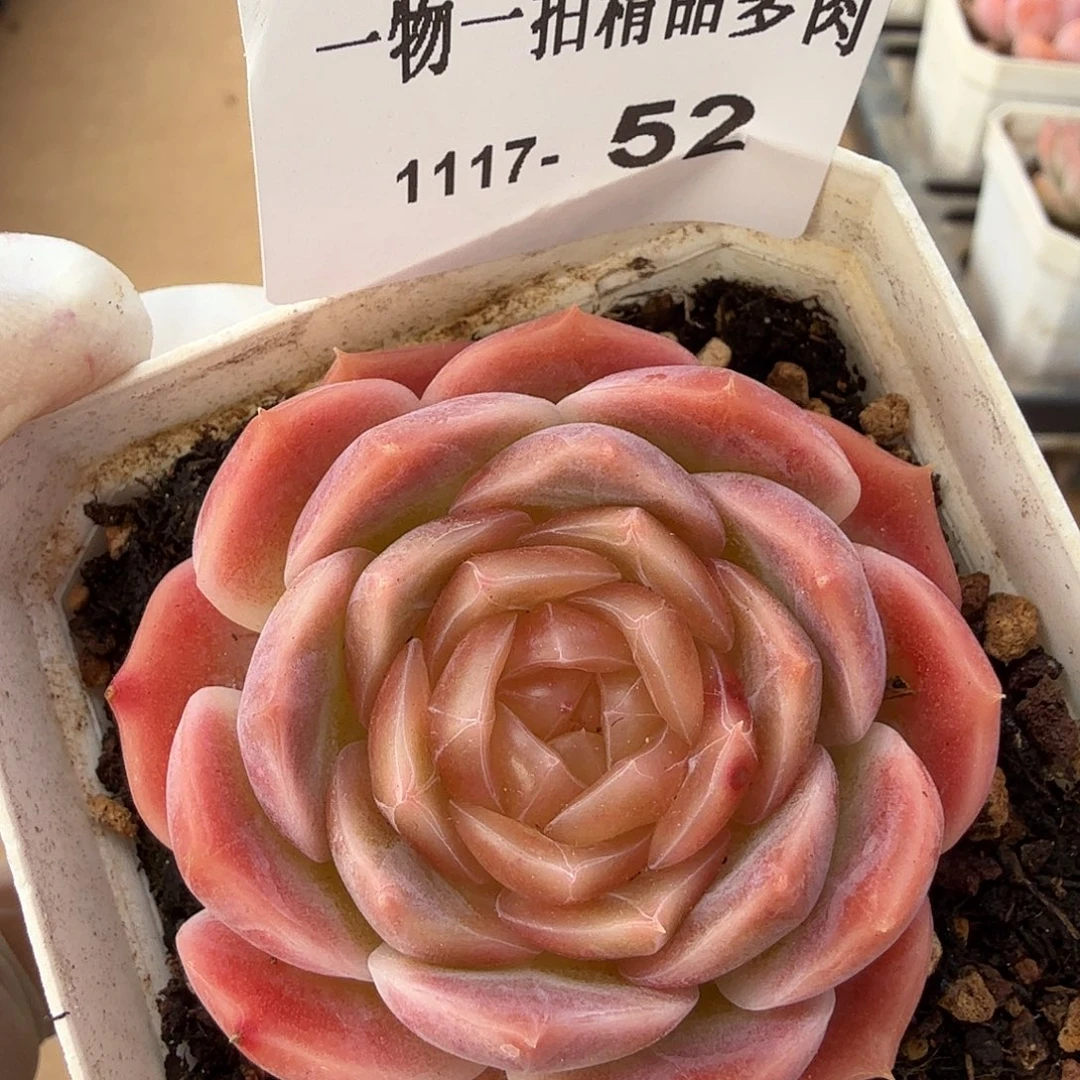 1117-52单颗多肉组合（一物一拍）