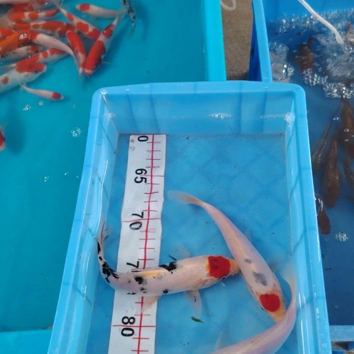 海水顺丰包邮开箱包活1