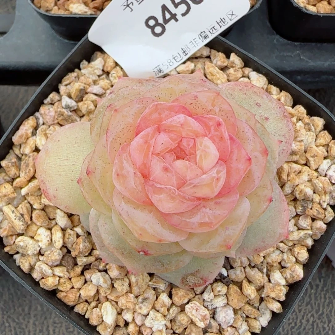 棉花糖，8456多肉植物