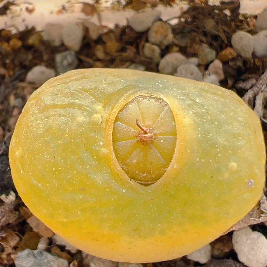 50多肉植物百科知识