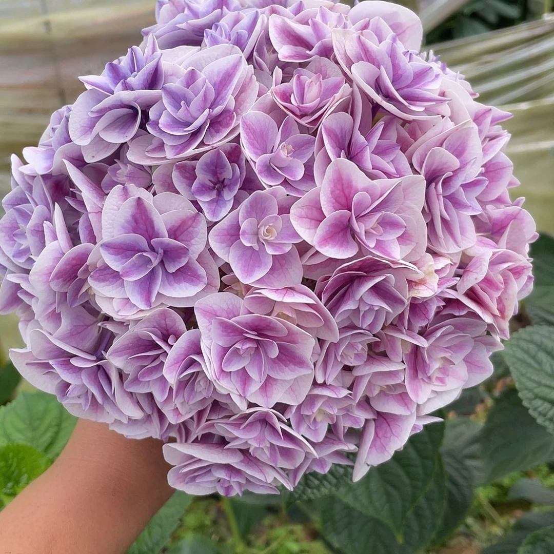 绣球切花一物一拍3枝起包邮，156