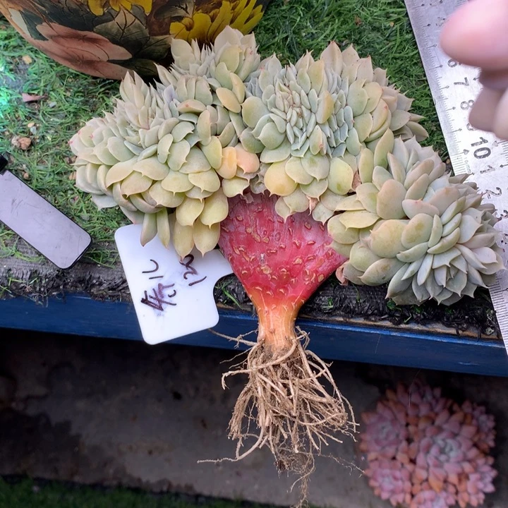 乔尔雪域缀潜力股寄养