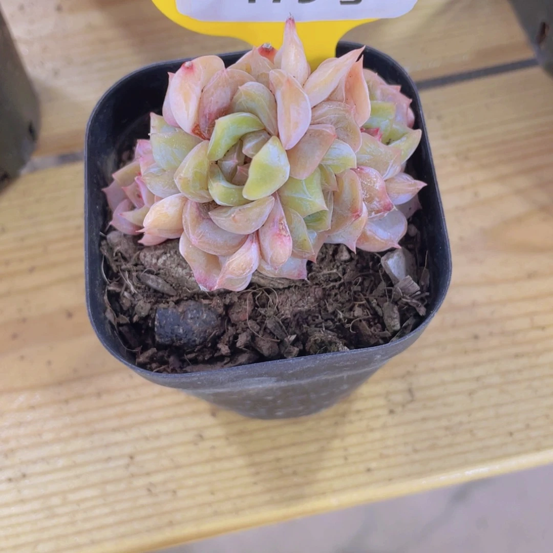 175号 朵朵缀夜莺多肉一个