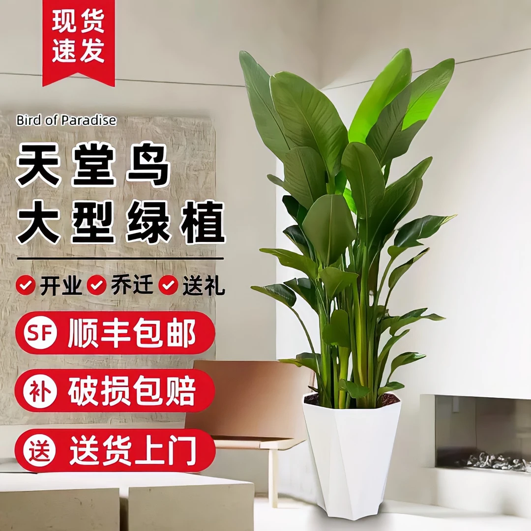 【1.3-1.4米】大型落地款天堂鸟盆栽办公室客厅观叶植物开业送好礼