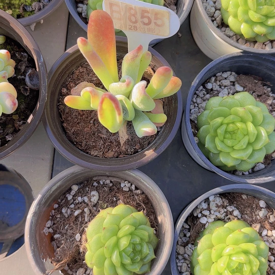 B856火狐狸一物一拍