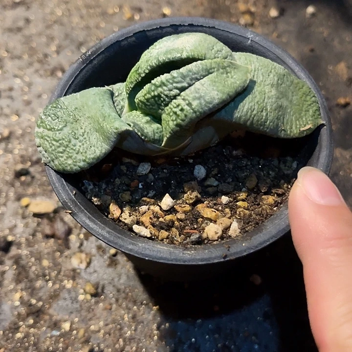 二***作无花朵军配卧牛变异一物一拍