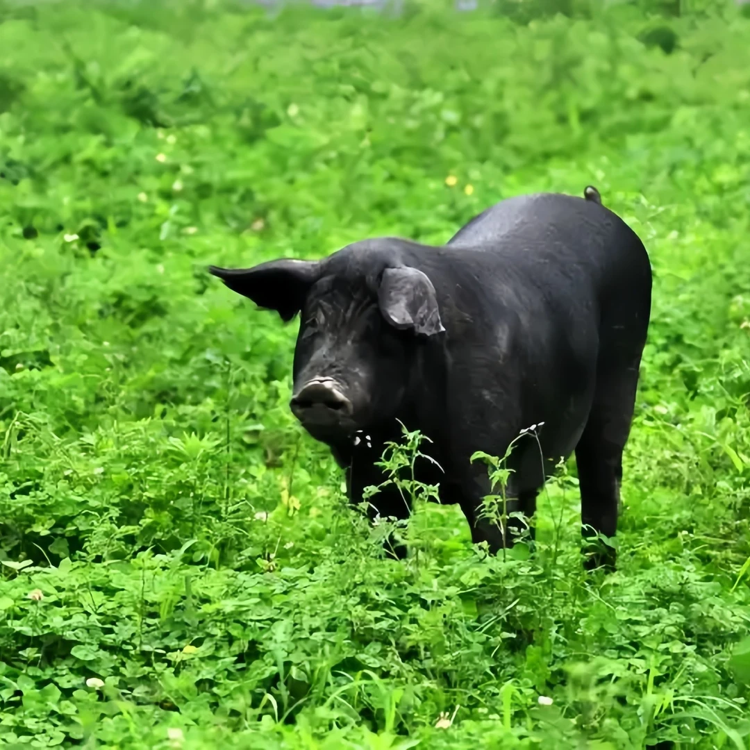 贵州农户熟食黑毛猪（一物一拍）1号
