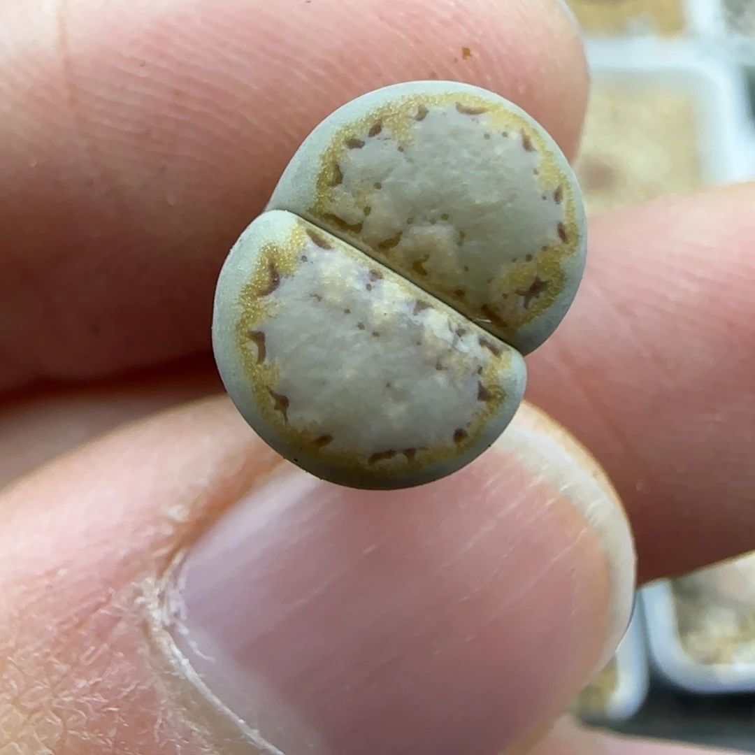 553亮金圈饼干清框福利30包邮