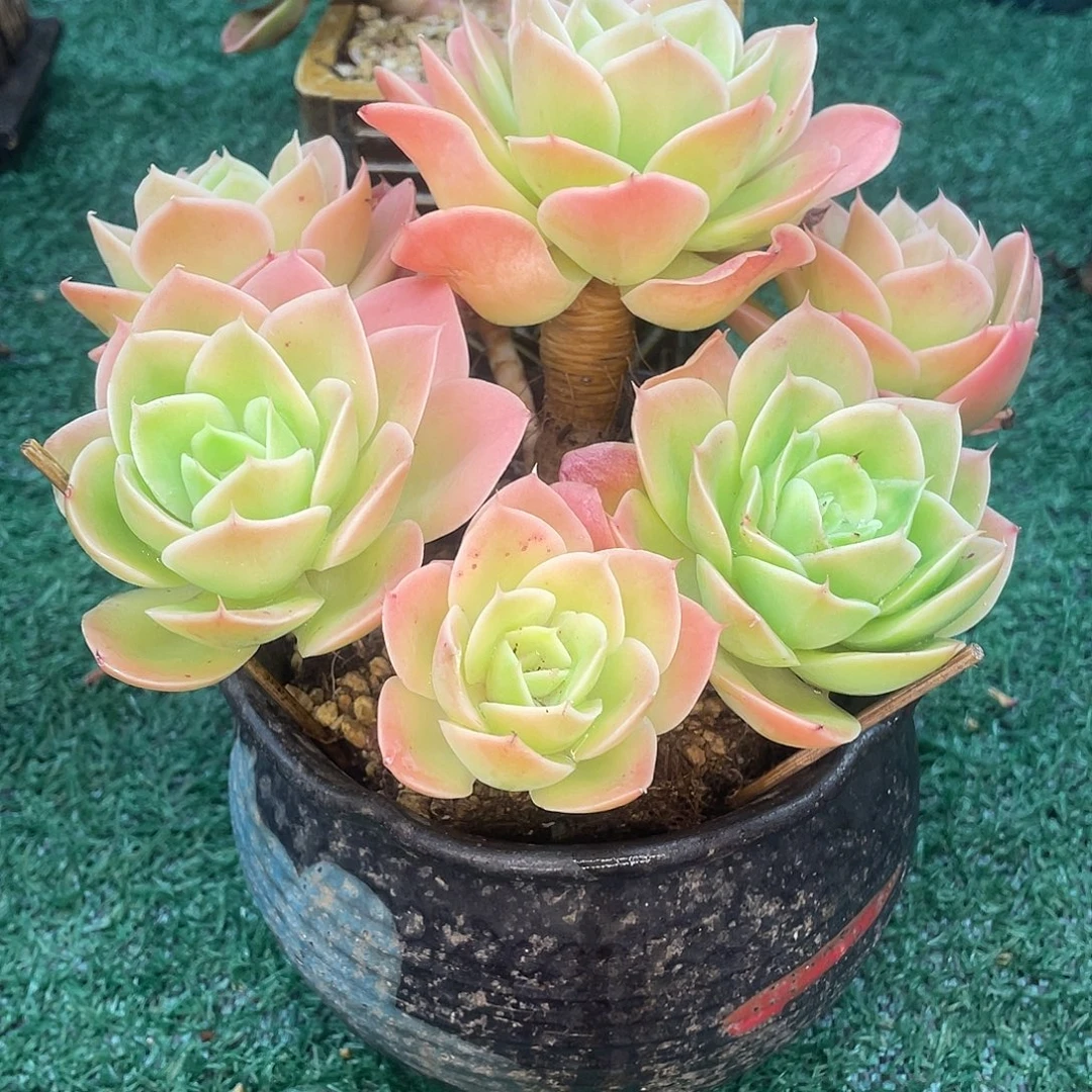 星娜塔一物一拍28包邮非偏远