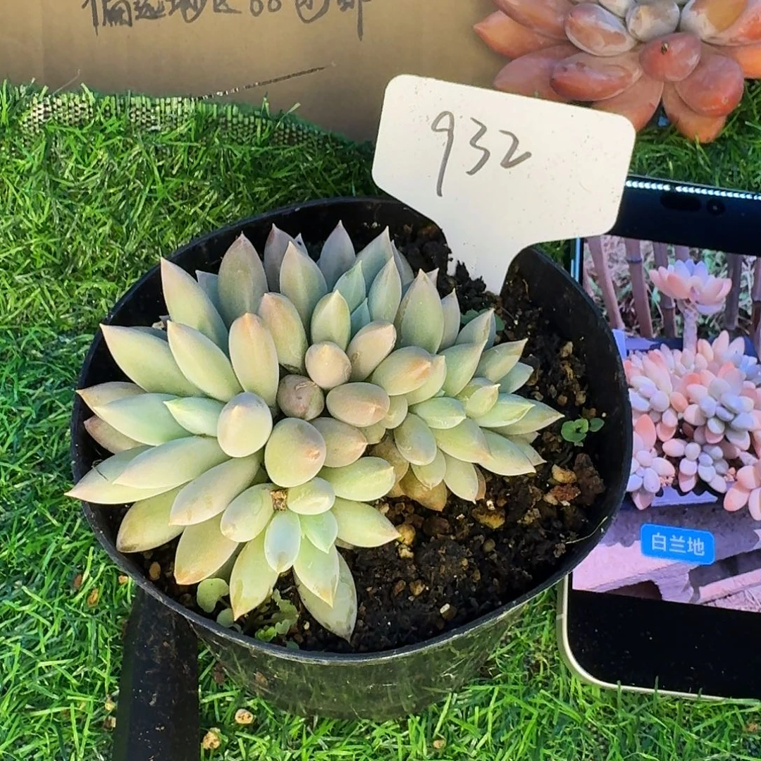 云南多肉小栈一物一拍932