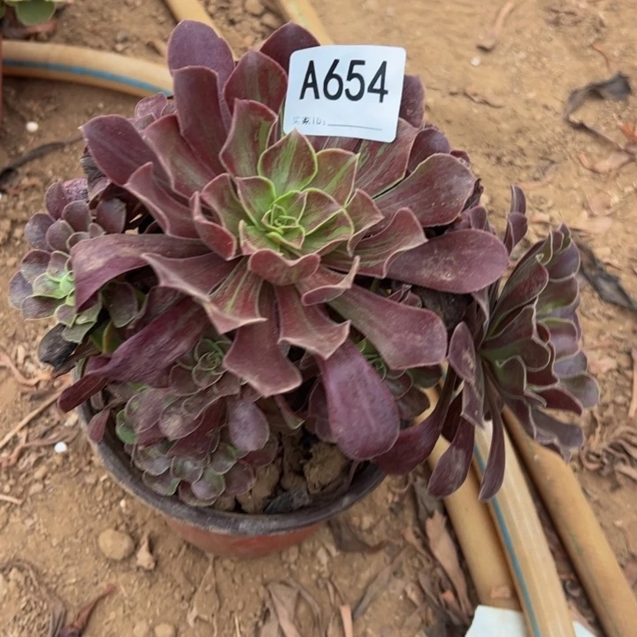 欧若拉多肉植物654.