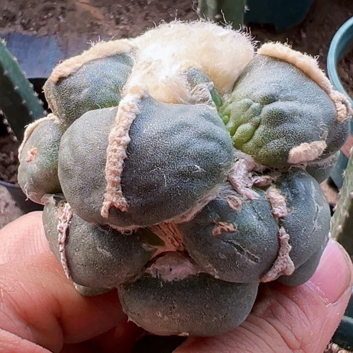 福利苗接大优中筋青瓷2677