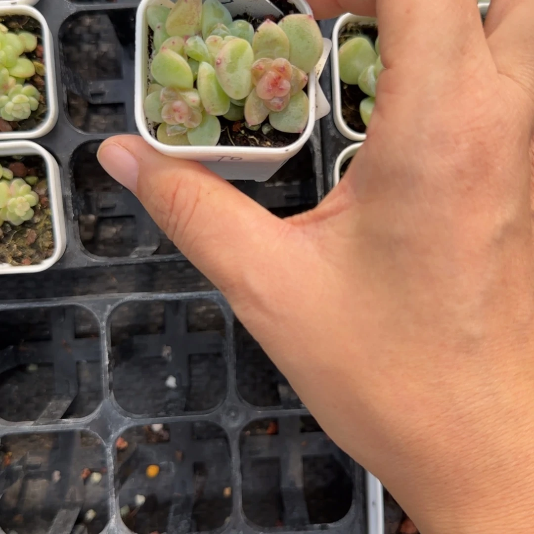 小***子T0 盆一个3床满25包邮