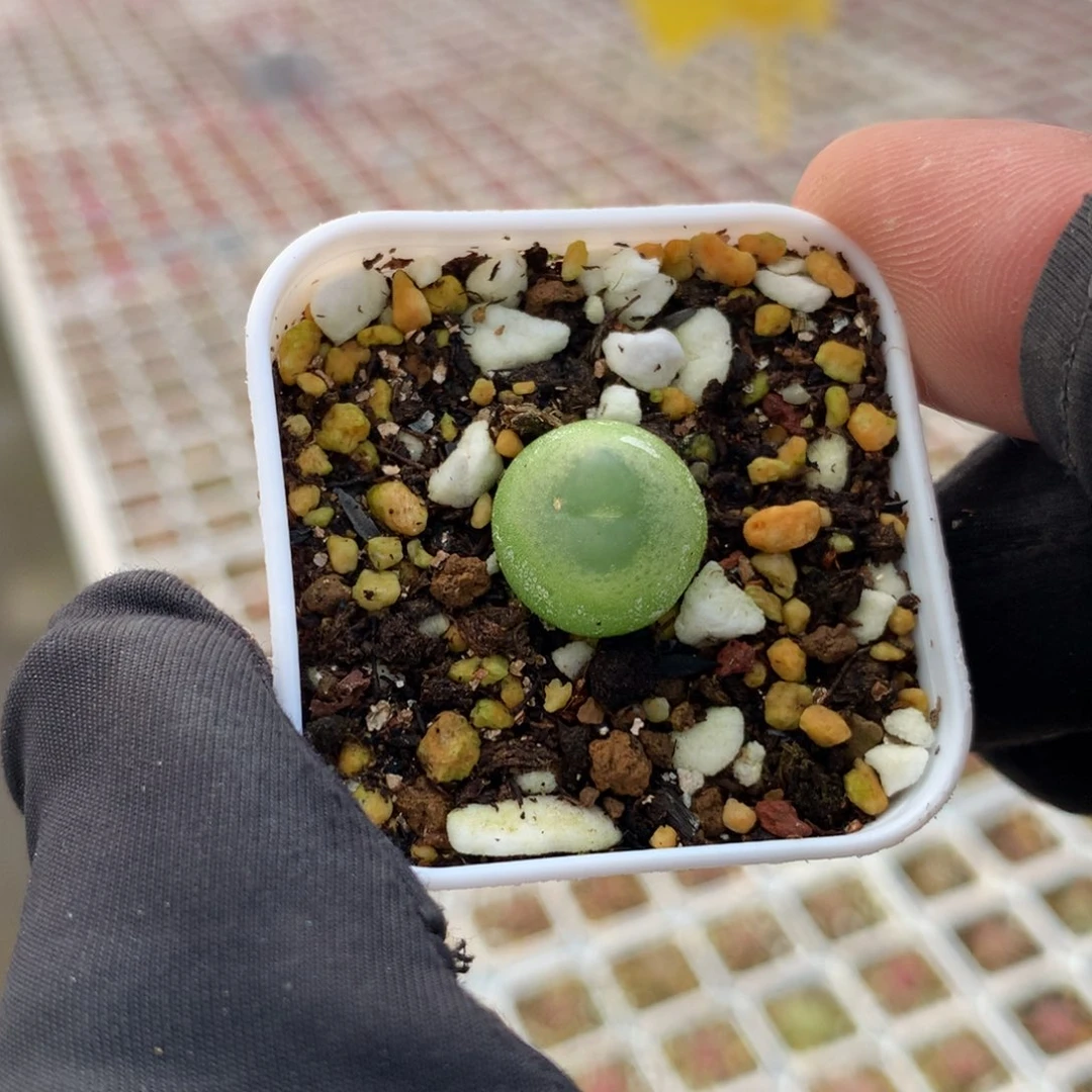 a784大王拉登一颗