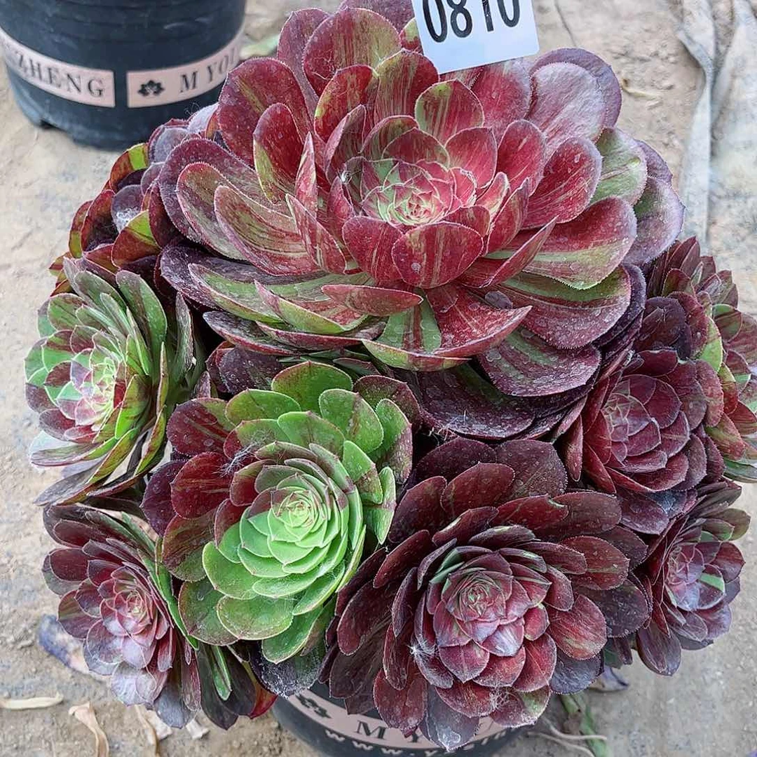 多肉植物花月夜810