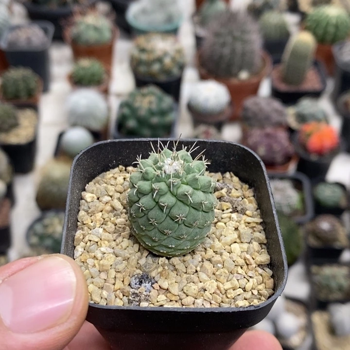 实生菊水特价福利