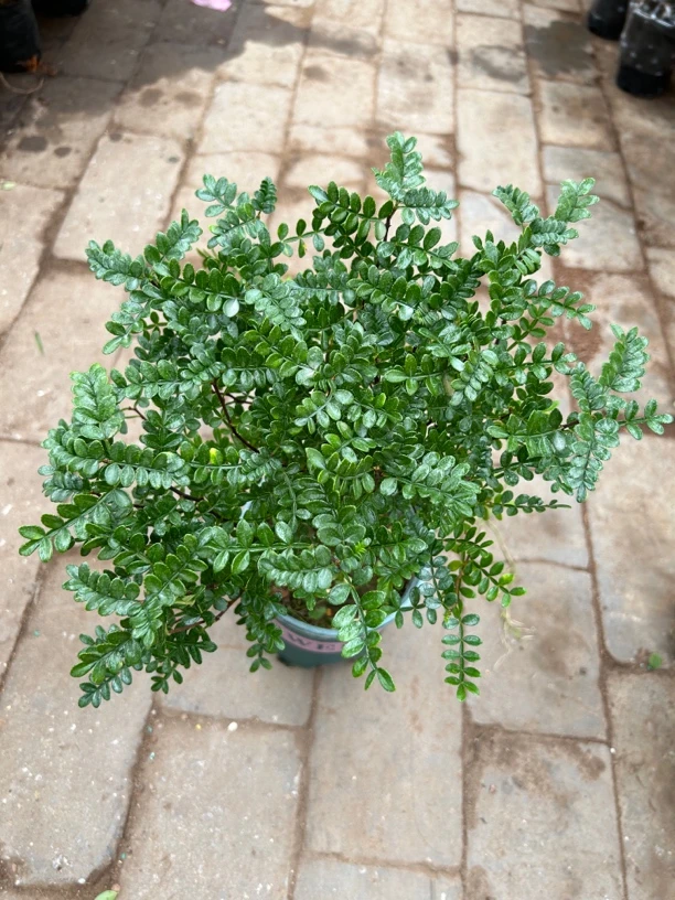 加伦清香木盆栽驱蚊清新空气