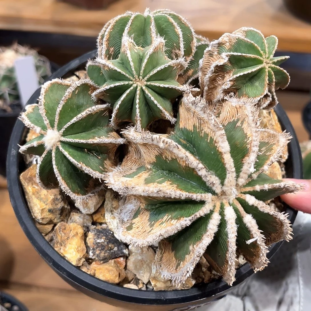 潮流植物 辛顿牡丹