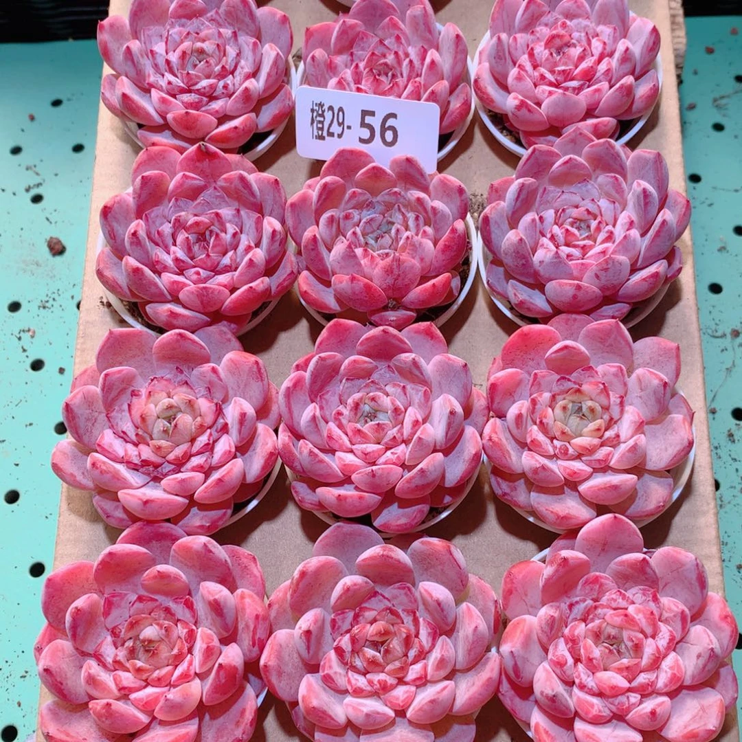 29-56一物一拍多肉带盆18颗