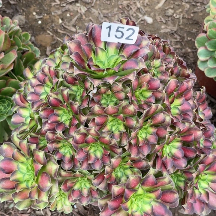 木***子无花朵152多肉植物韶华
