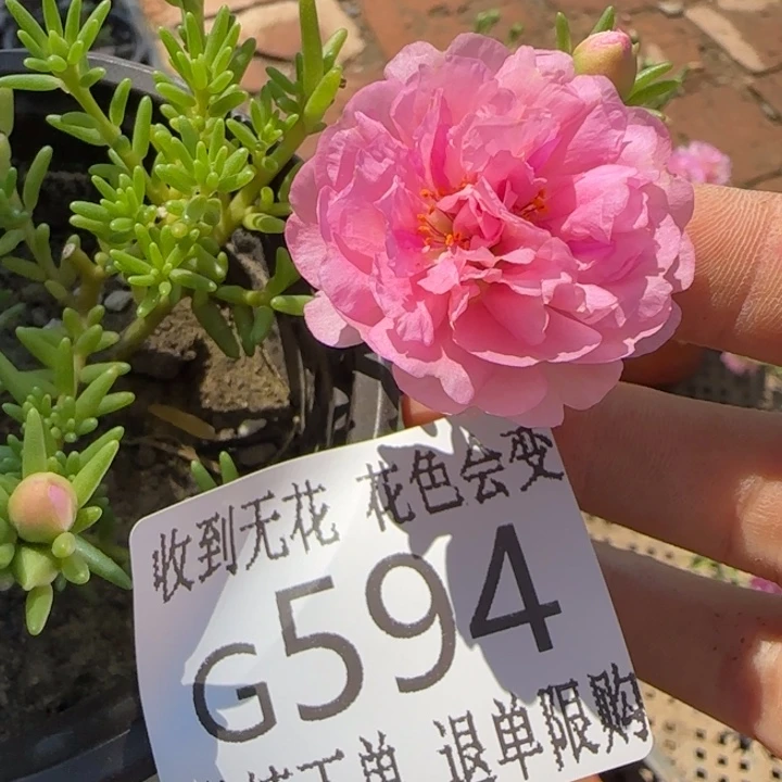 无花朵G594超小苗盆口10cm可能有虫