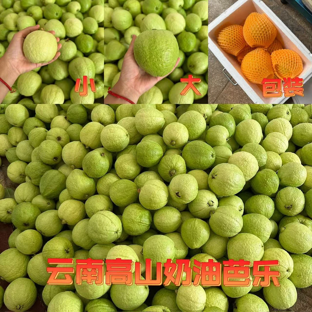 云南高山树熟白心奶油芭乐软糯清甜产地直发