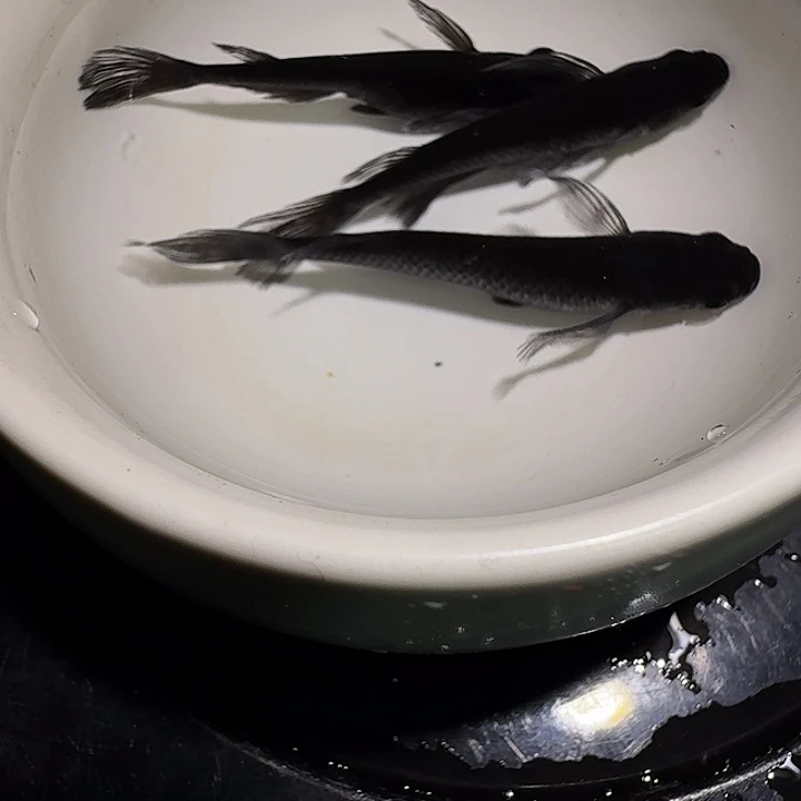 青鳉鱼一物一拍539