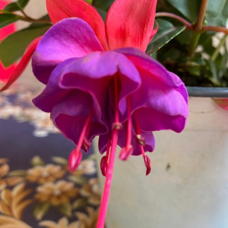 倒挂金钟（灯笼花）红壳紫裙（不接受少量掉花苞的慎拍）